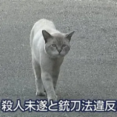Profile image of はるちん