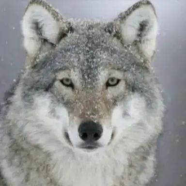 Profile image of 늑대