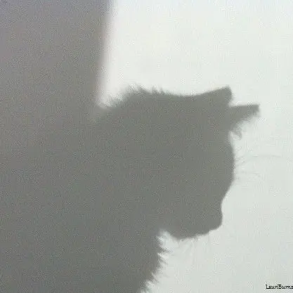 _x.angang의 도소빈_고양이 수인