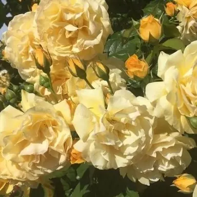 Profile image of 쪼만