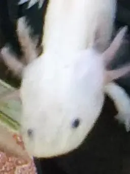 Morbid_Lid3905.의 라더와 우결