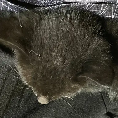 Profile image of 田中ねね