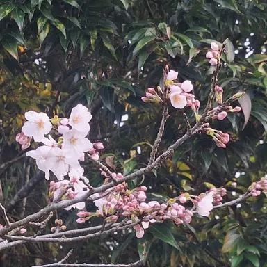 Profile image of 岩本照