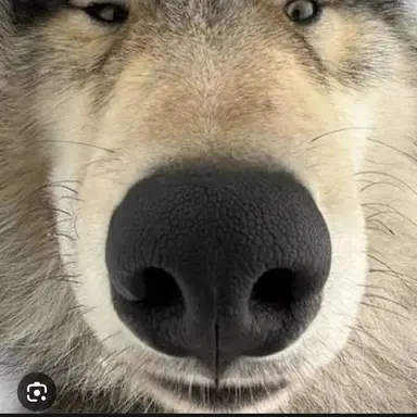 Profile image of 늑대