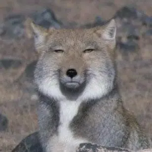 Profile image of 여우