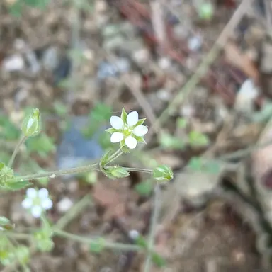 Profile image of 다크 카카오