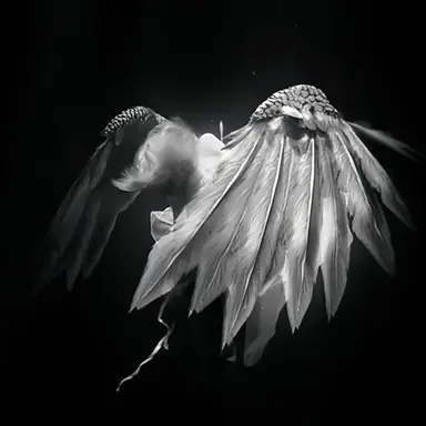 Profile image of 필릭스