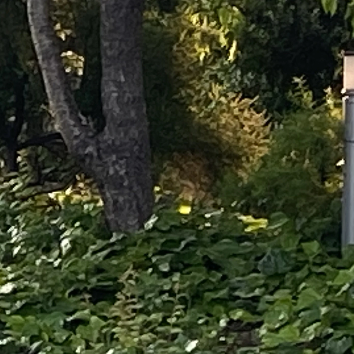 魔法学園