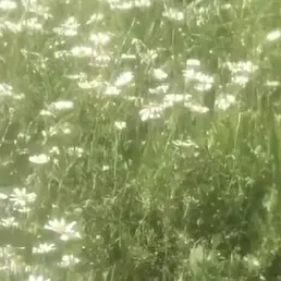 Profile image of 大森元貴