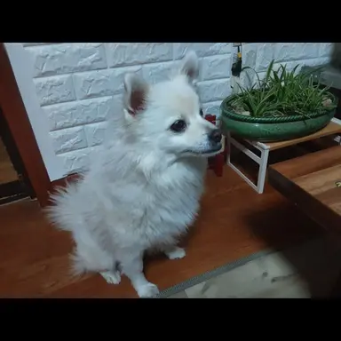 Profile image of 프로틴