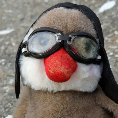 Profile image of 여우