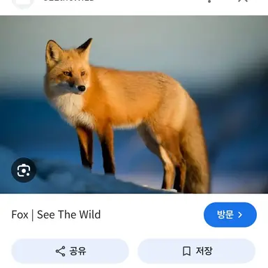 Profile image of 여우