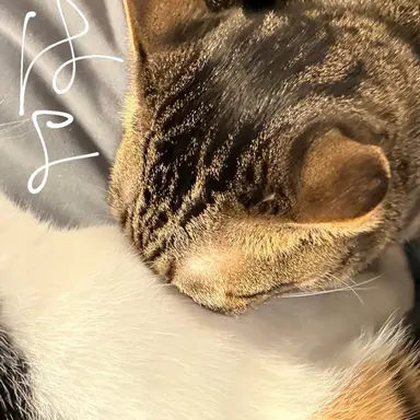 Profile image of きくり