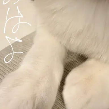 Profile image of 深澤辰哉