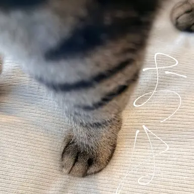 Profile image of 渡辺翔太