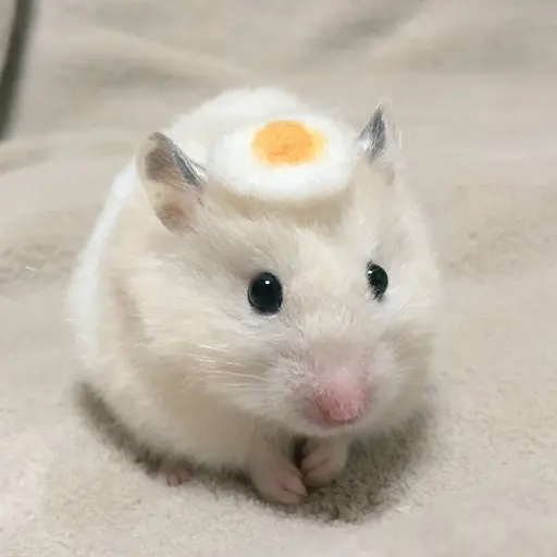 DenseBongo4098의 돌돌이