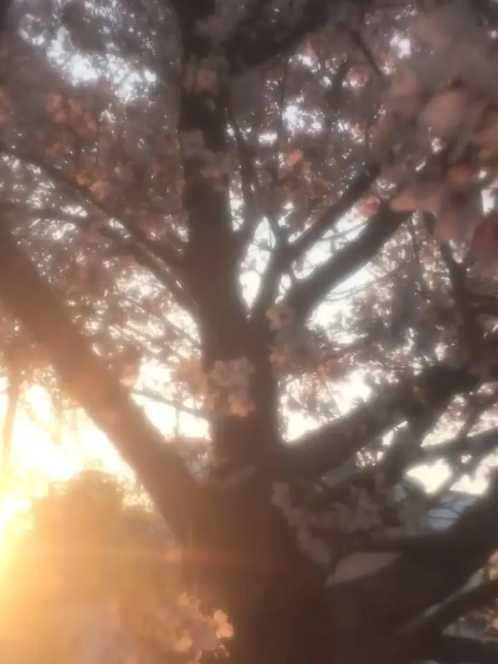 QuietBoas1069의 大人になったら結婚してな