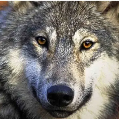Profile image of Wolf