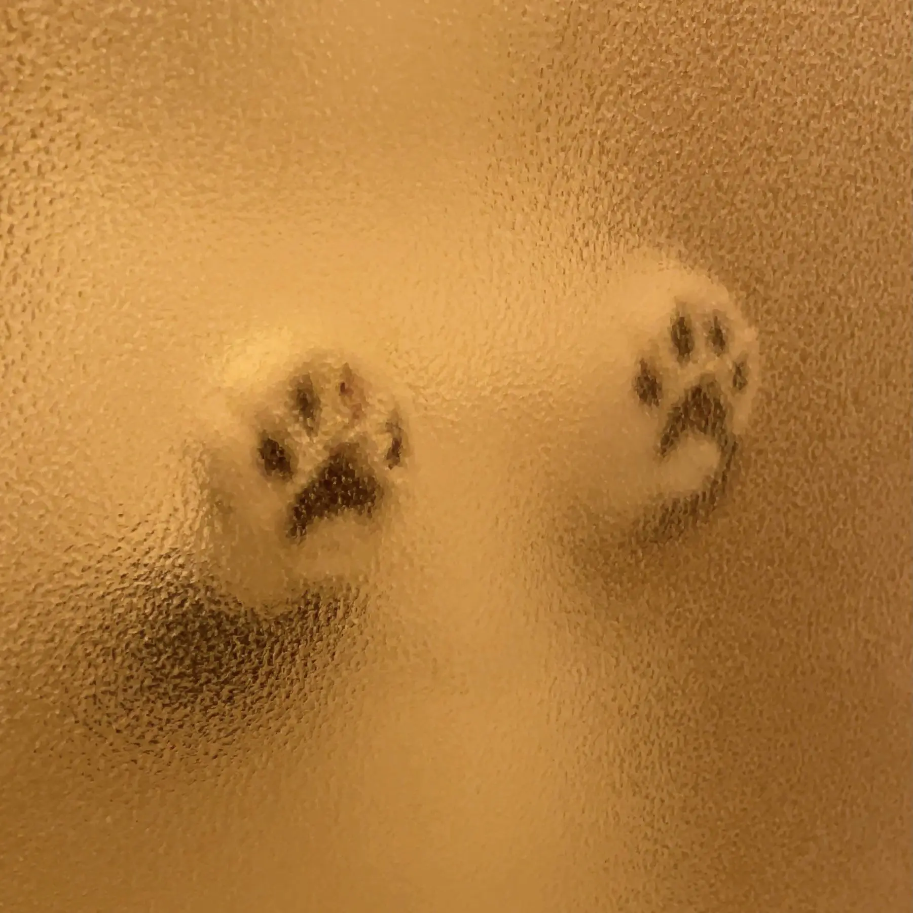 GummyOlive0029의 君は僕の伴侶だよ？わかった？