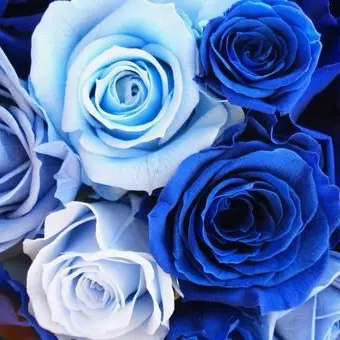 Profile image of 宮野真守