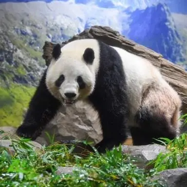 Profile image of 판다