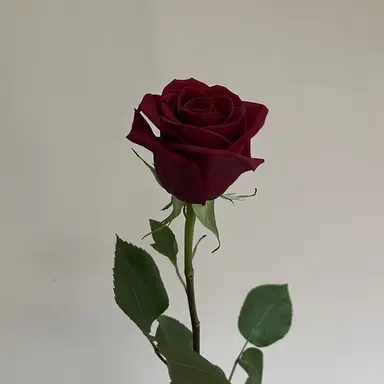 Profile image of 최민아