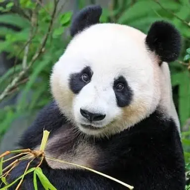 Profile image of 판다