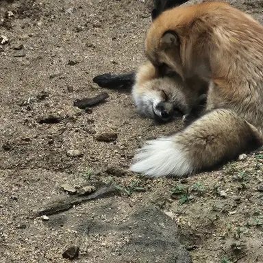 Profile image of 여우