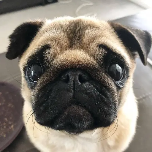 Ddddddog의 퍼그