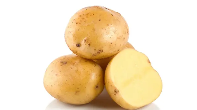 Profile image of サシャ・ブラウス