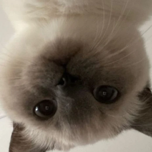 오뉴