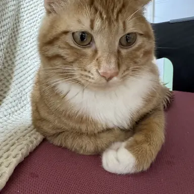 Profile image of 준빵