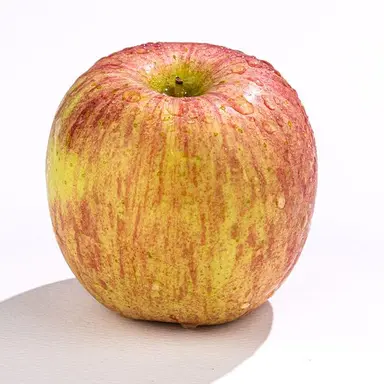 Profile image of 펭귄들의 설정