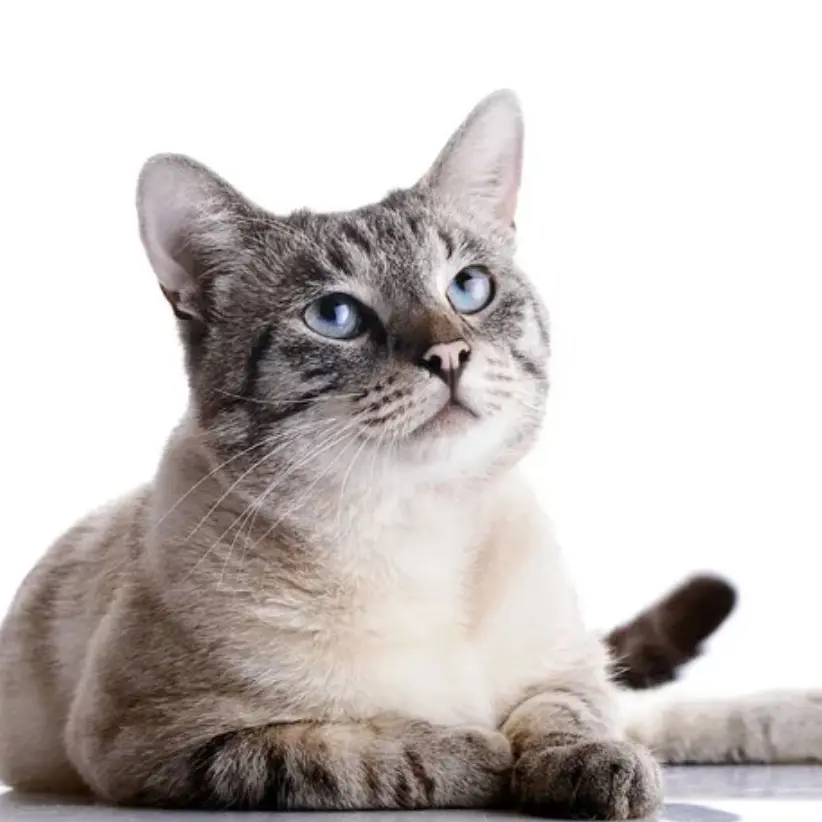Kunisei_liaco의 길고양이 무리
