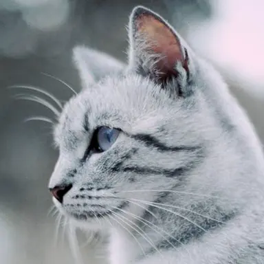 Profile image of 헤일-강의 사냥꾼