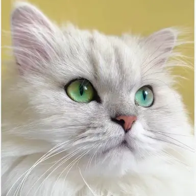 Profile image of 데이지-전령