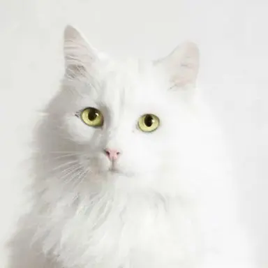 Profile image of 로라-협상가