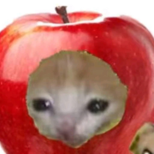 사과캣