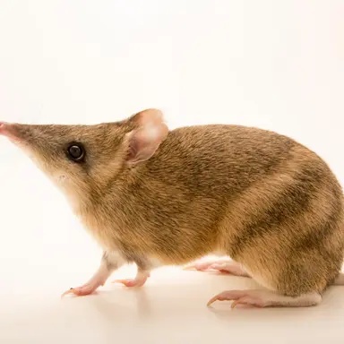 Profile image of 반디쿠트 12345