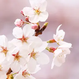 AbsurdPot8245의 吉原遊廓