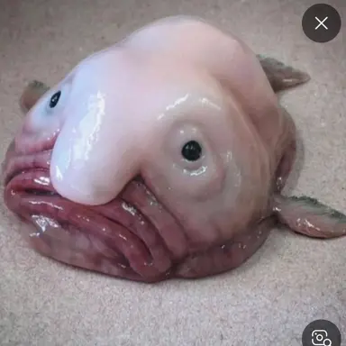 Profile image of 늑대