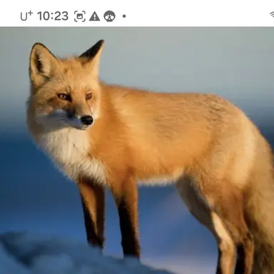 Profile image of 여우
