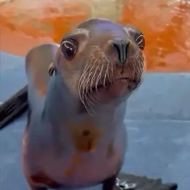 Profile image of 바다사자