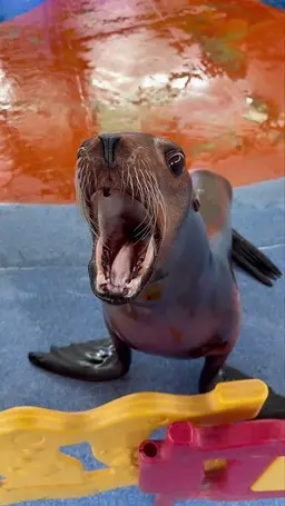 Profile image of 바다사자