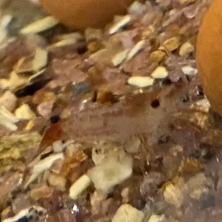 CHUECHOO의 99 Night in the 숲