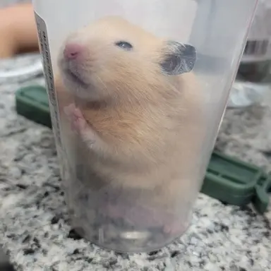 Profile image of 원래 초코