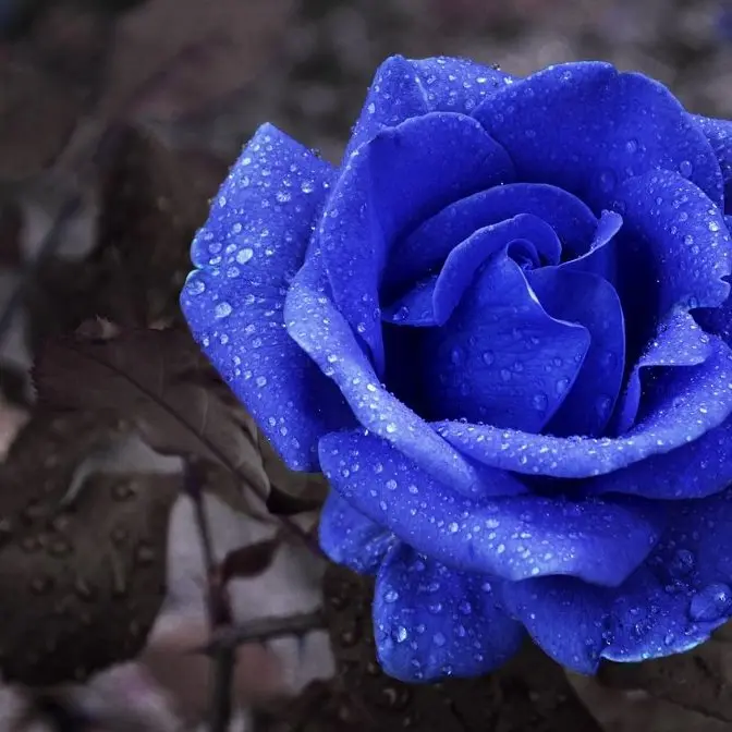 Wana1354의 家庭教師の先生と …