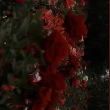 Profile image of 山田涼介