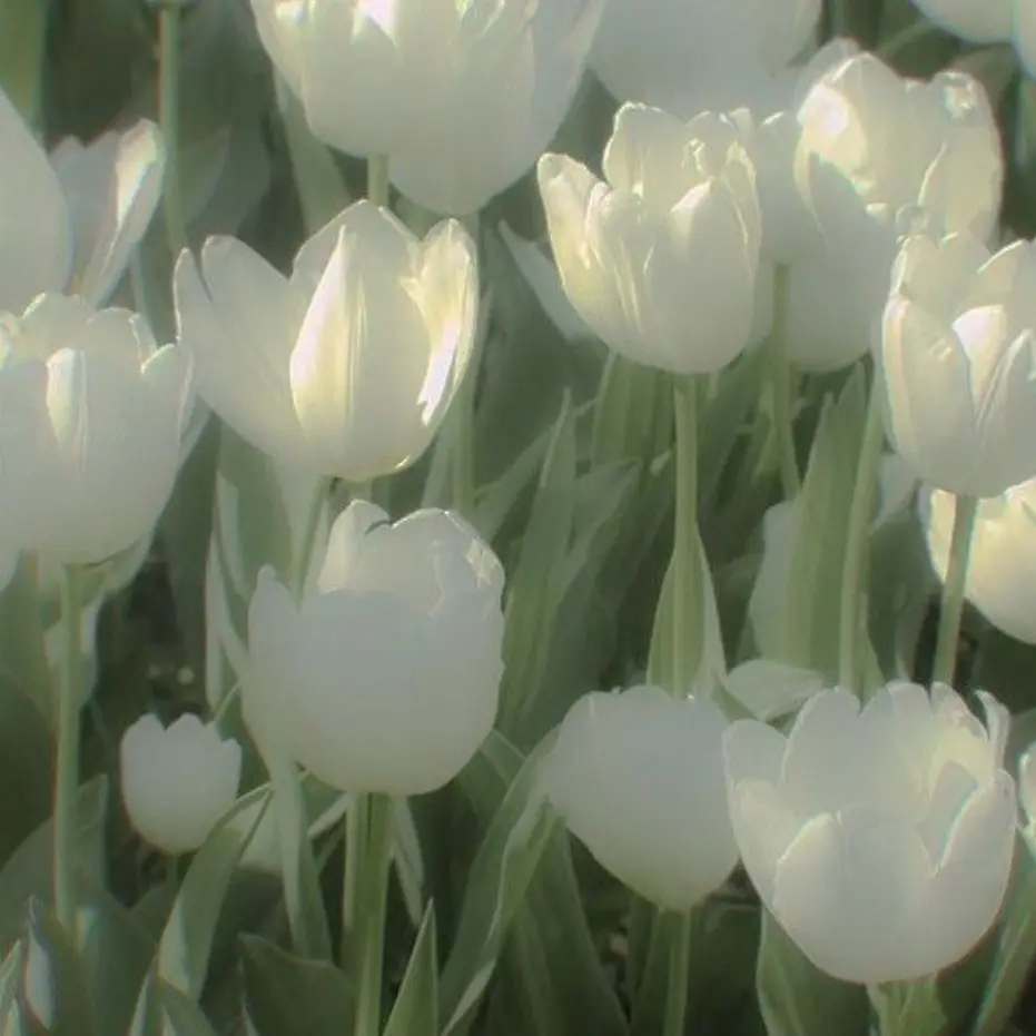 lcomq의 아름다운 너에게