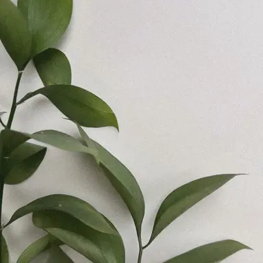 Profile image of 六角くん